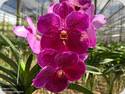 Vanda Fantastic Fanfare